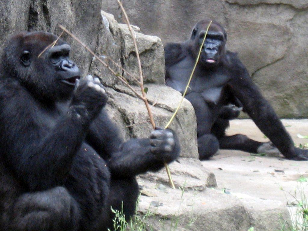 Zoo+workers+had+to+shoot+and+kill+a+17+year-old+western+lowland+gorilla+named%2C+Harambe%2C+that+was+killed+when+a+young+boy+ended+up+in+the+gorilla+enclosure.+Photo+attribution+to+Jere+Keys+on+Flickr.%0A