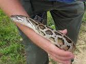 Woman finds Snake in Shoe