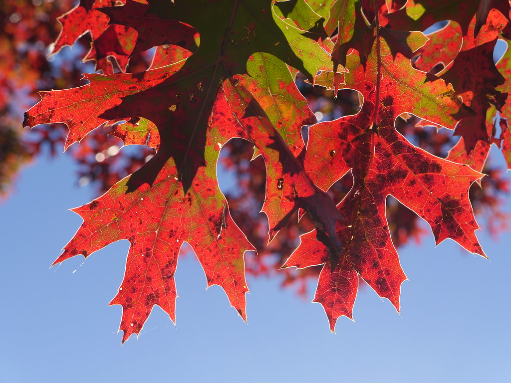 Fall, Under The Leaves