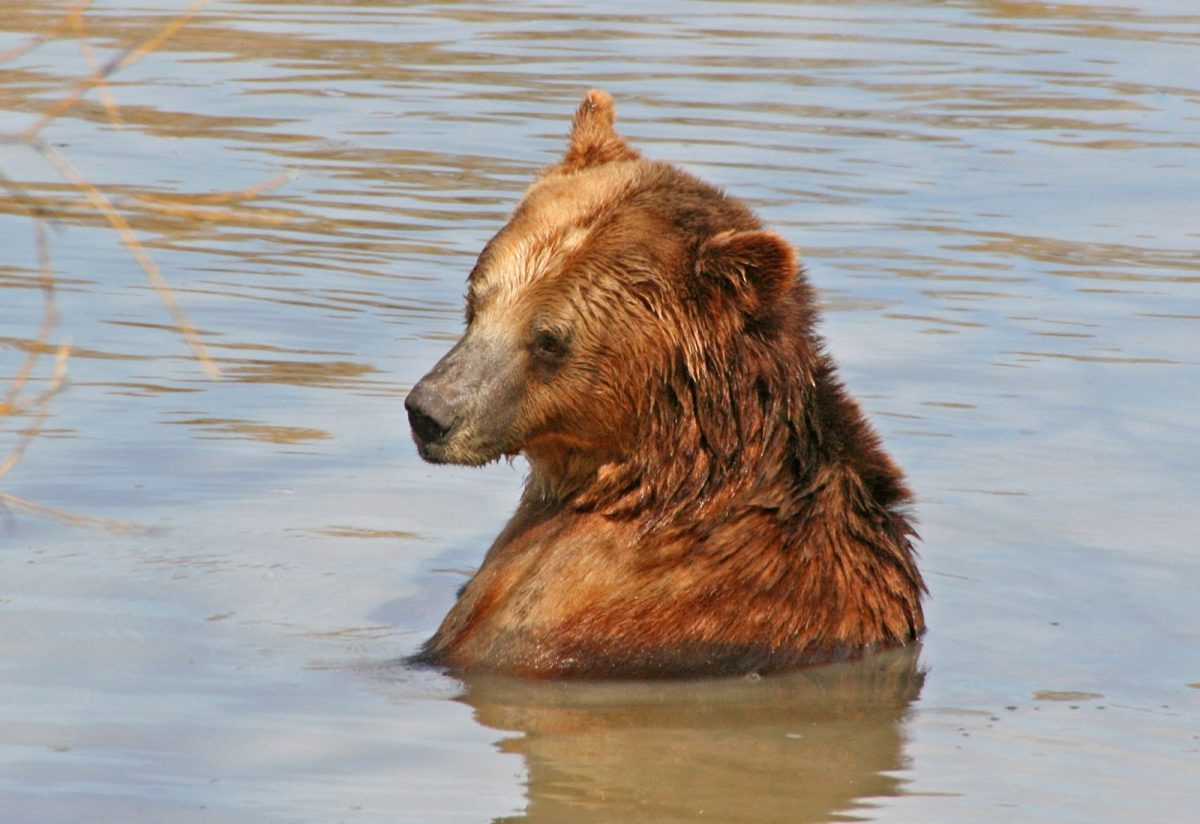 Bears On Board