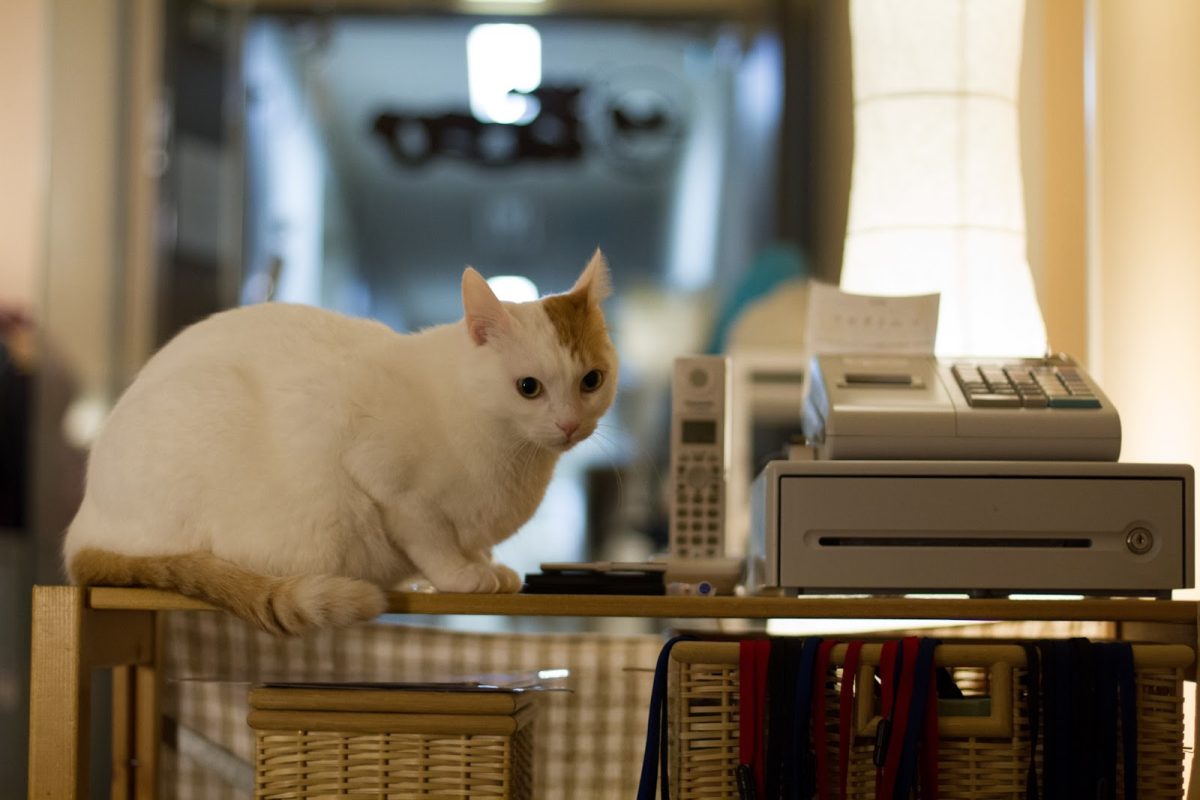A Café with Cats
